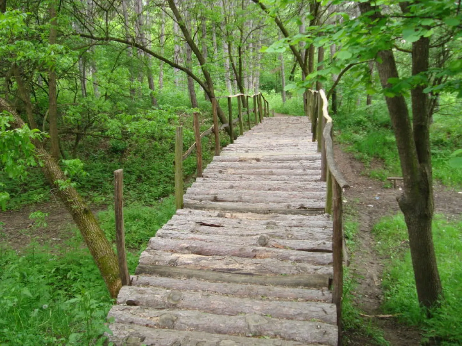 A park in Zaječar with mature trees