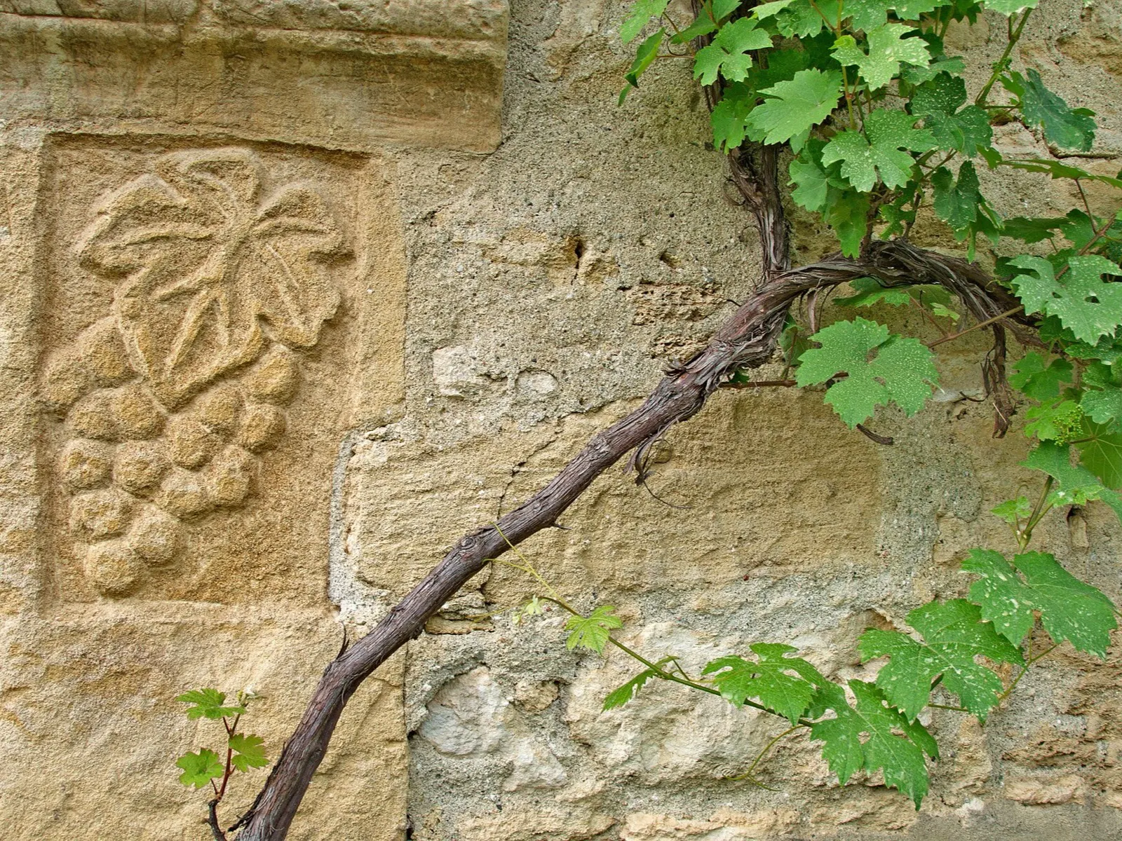 Kellerhäuser im Weinbaudorf Rogljevo in der Negotinska Krajina